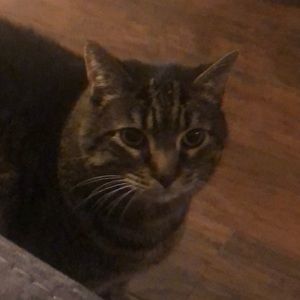 Meet your Posher, Todd